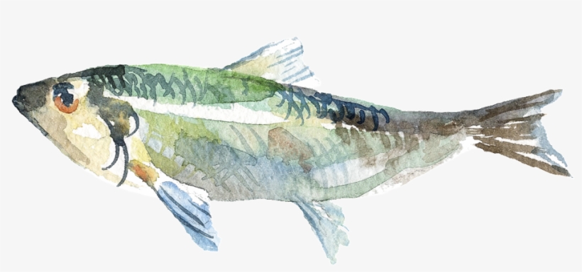 Acuarela Pintada A Mano Pescado Png Transparente - Watercolor Painting, transparent png #4067276