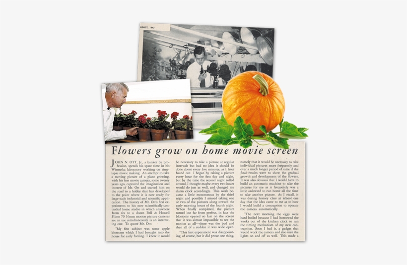 Following Several Experiments, Dr - Pumpkin, transparent png #4068475