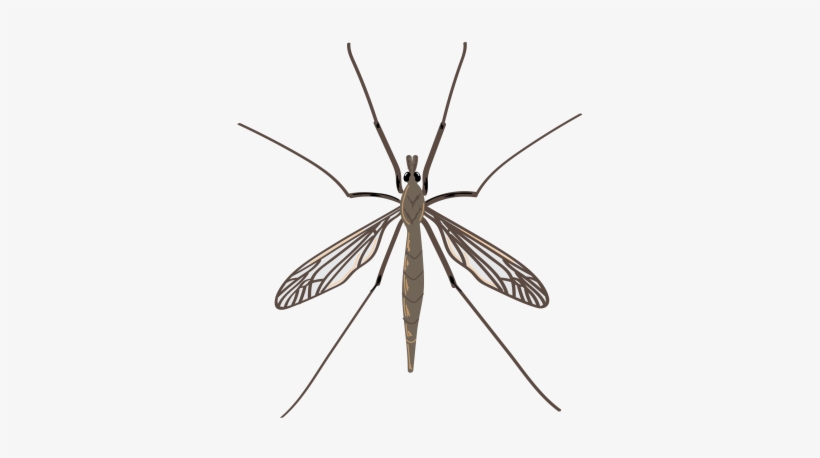 Crane Fly - Transparent Wing Fly, transparent png #4068662
