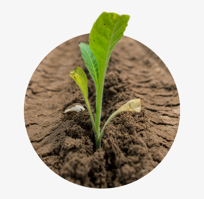 Our Tobacco Is Valued By Manufacturers Worldwide For - Herbaceous Plant, transparent png #4068875