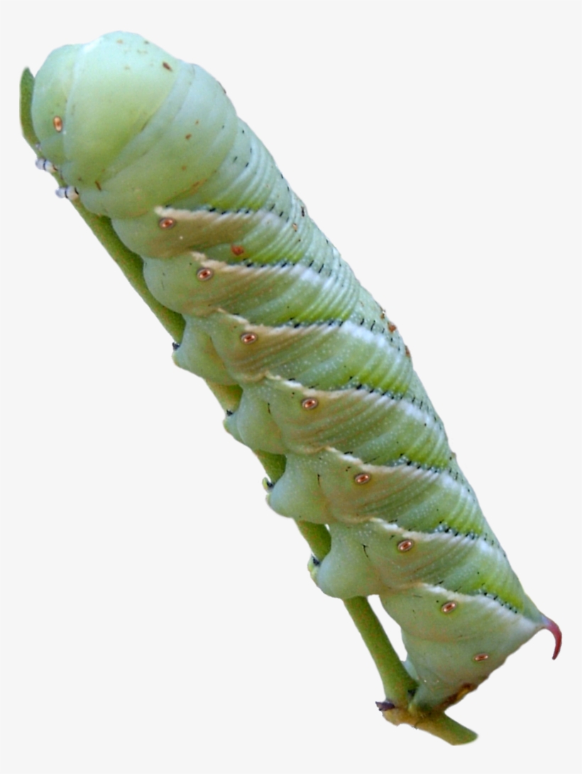 Tobacco Hornworm - Caterpillar Tobacco Hornworm Png, transparent png #4068900