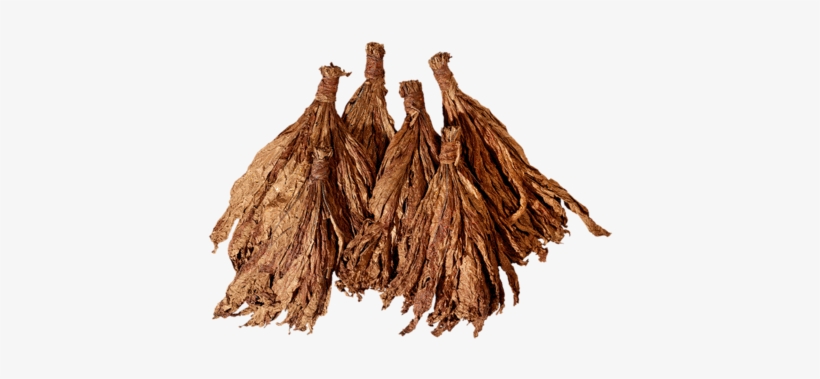 Burley Tobacco - Burley, transparent png #4068923