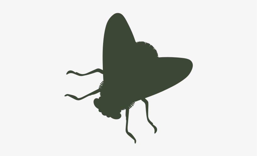 Fly - Portable Network Graphics, transparent png #4068928
