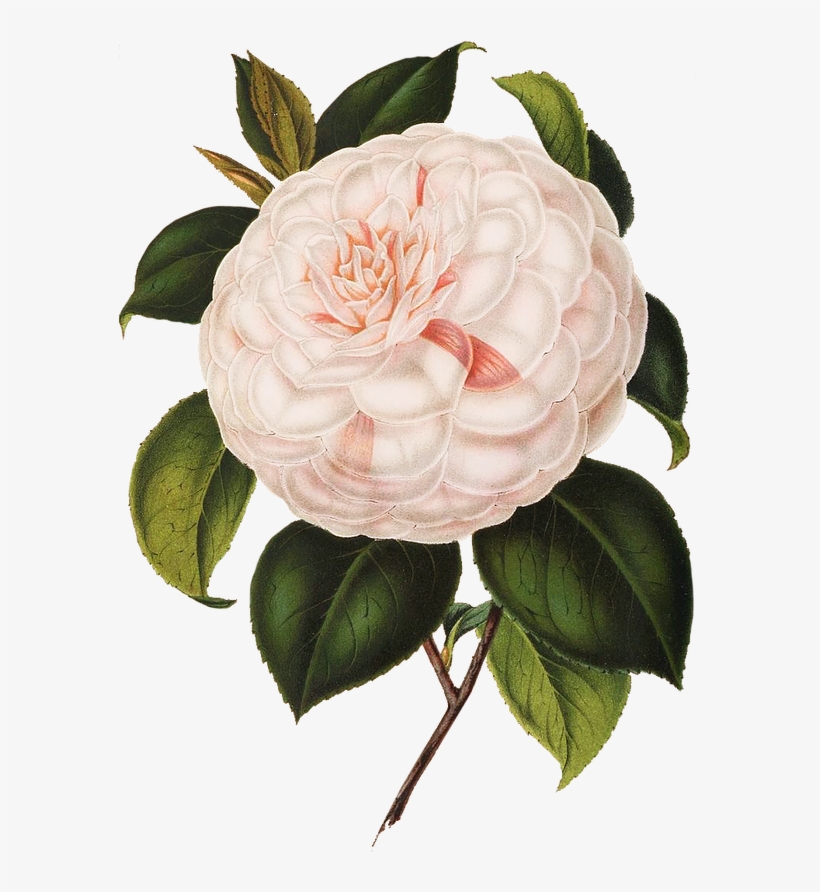 Candle, transparent png #4069316