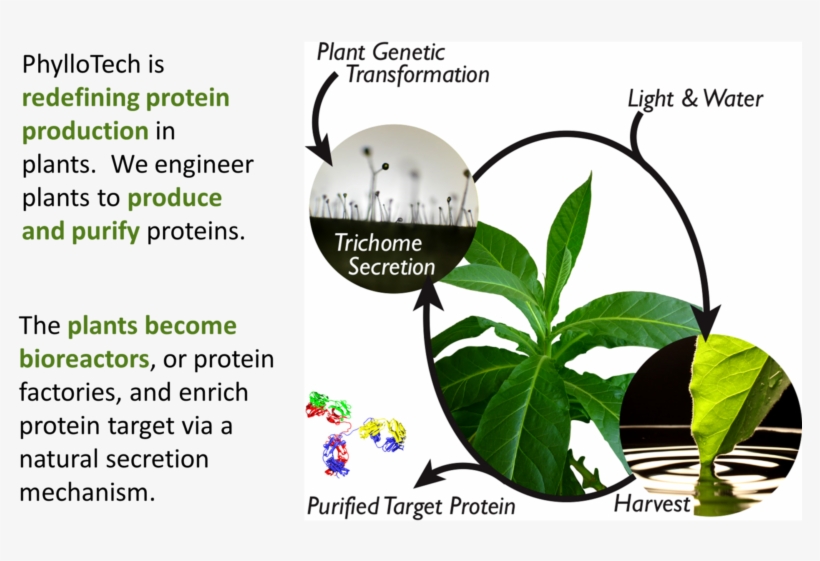 Maize Seed Protein Factories - Antimicrobial Proteins In Plants, transparent png #4069340