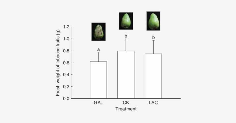 Fresh Weights Of Common Tobacco Plant Fruits Treated - Lactose, transparent png #4069550