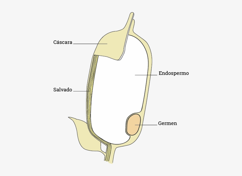 Rice, transparent png #4070794