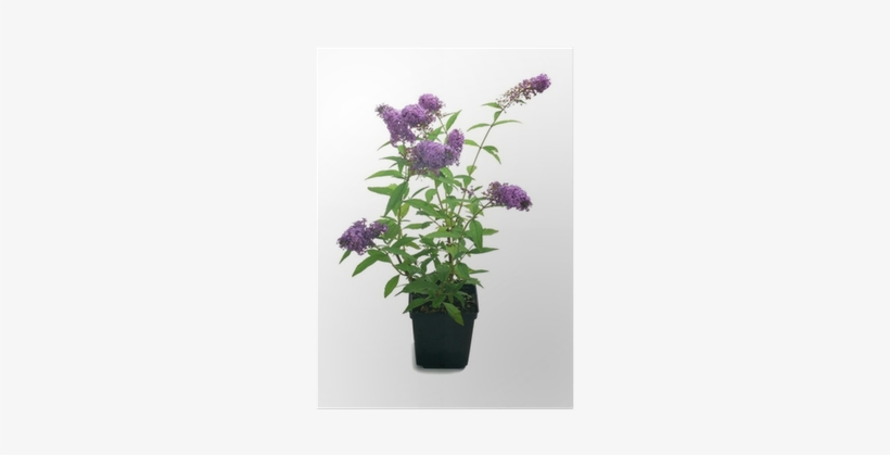 Summer Lilac, transparent png #4070817