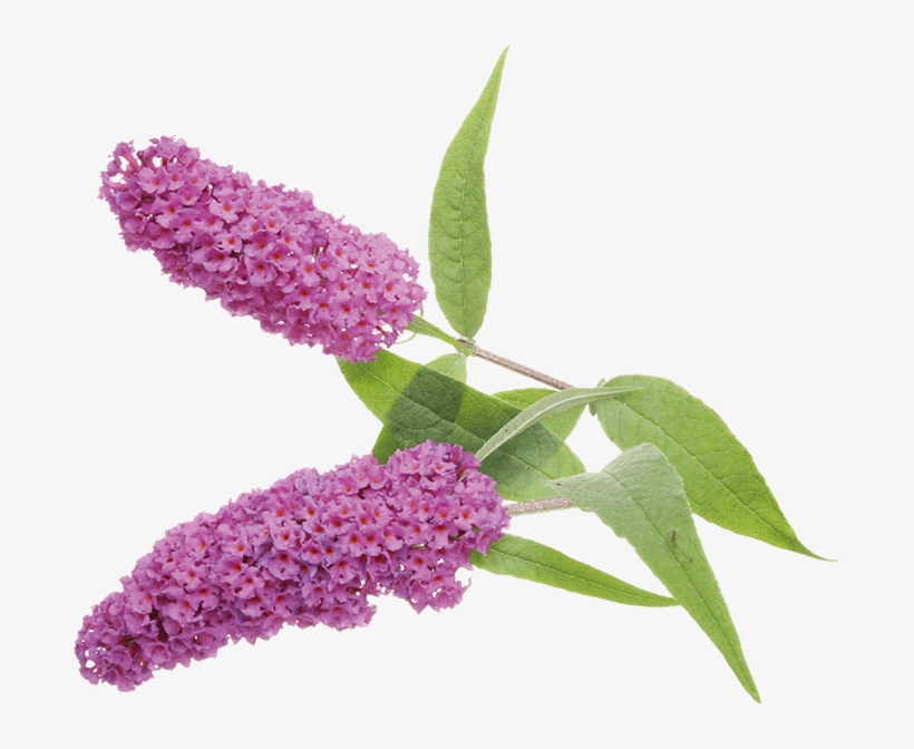 Commonly Called The "butterfly Bush" In English-speaking - Buddleja Davidii Png, transparent png #4071036