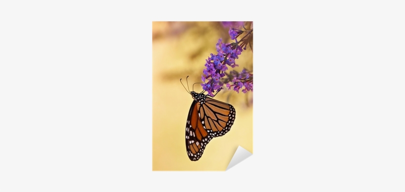 Monarch Butterfly On Purple Butterfly Bush Flowers - Monarch Butterfly, transparent png #4071217