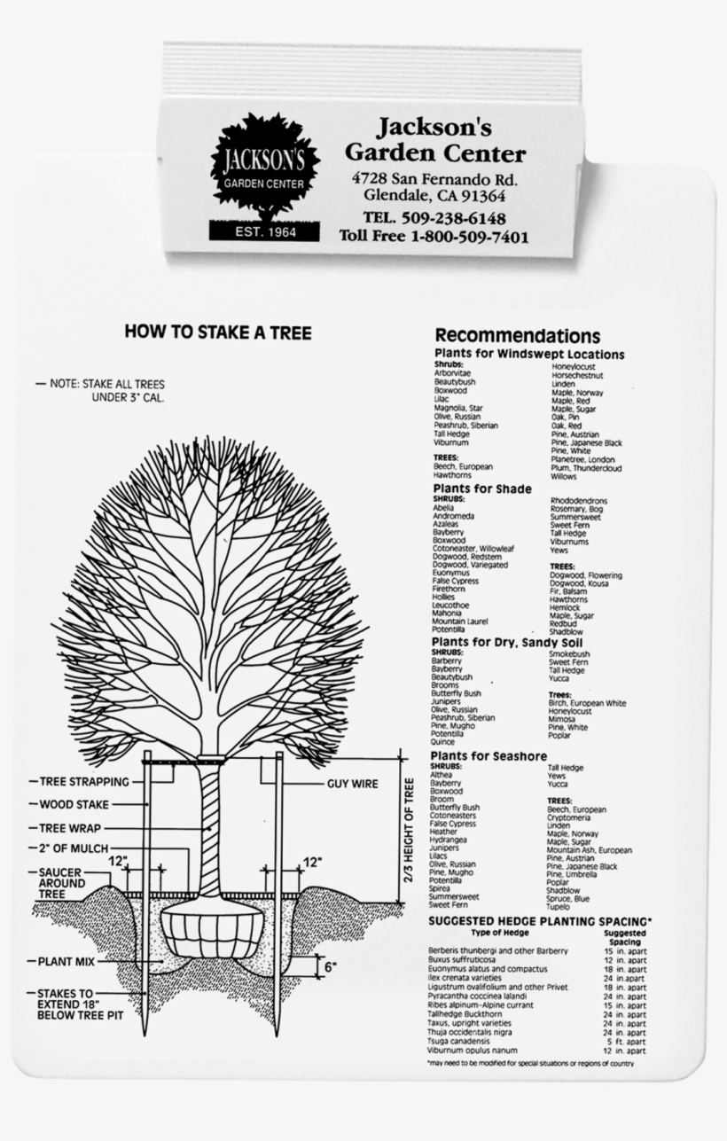423 Tree Plantinghires - Tree, transparent png #4071246