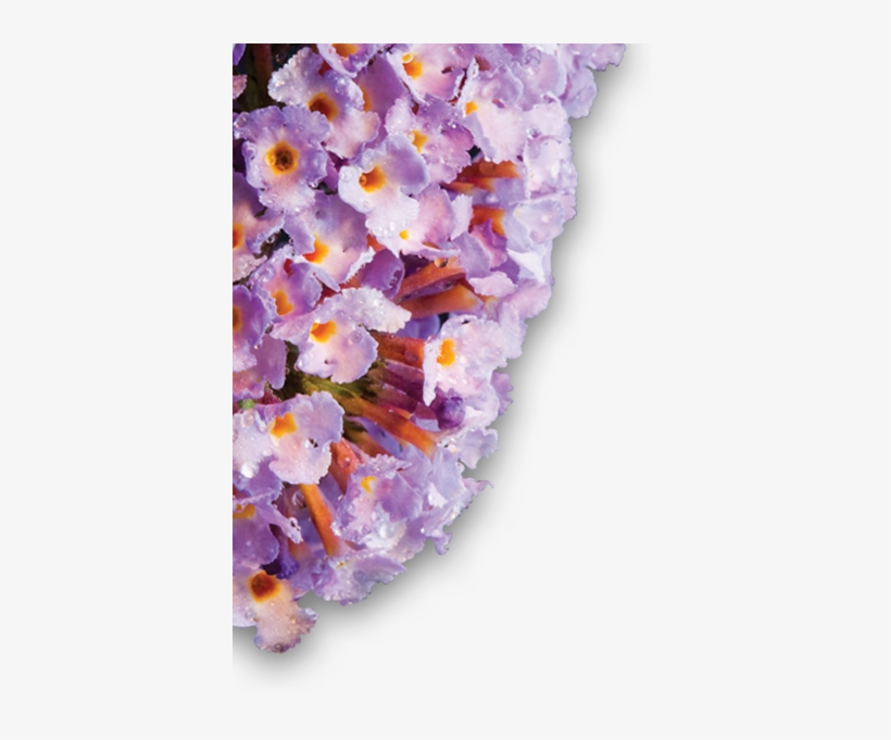 The New Buzz Butterfly Bush - Buddleia, transparent png #4071572