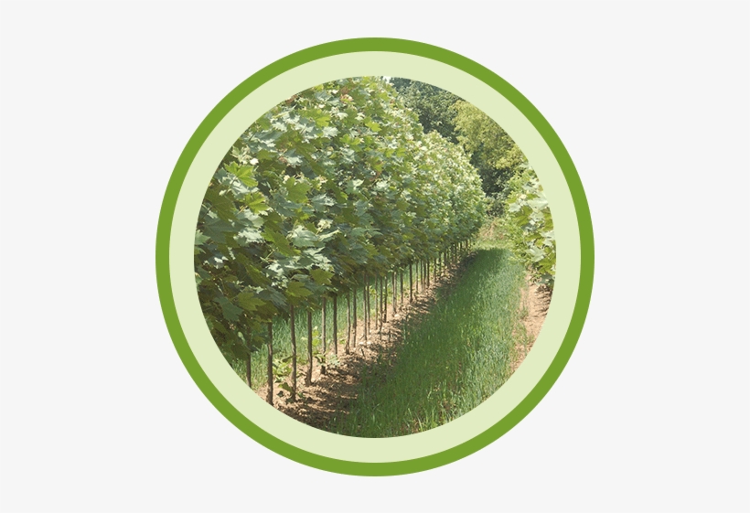 Johnson's Gardens Cedarburg Wisconsin Garden Center - Johnson's Gardens, transparent png #4071640