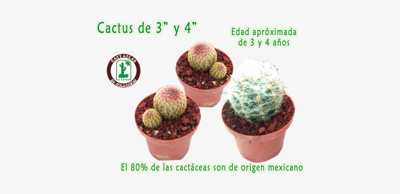 Cactus La Union Cactus La Union - Flowerpot, transparent png #4073652