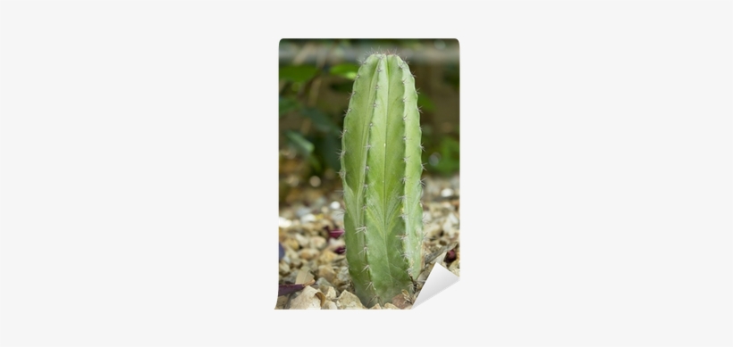 Fotomural Mexicano Cactus Polaskia Chichipe • Pixers® - Polaskia, transparent png #4073677