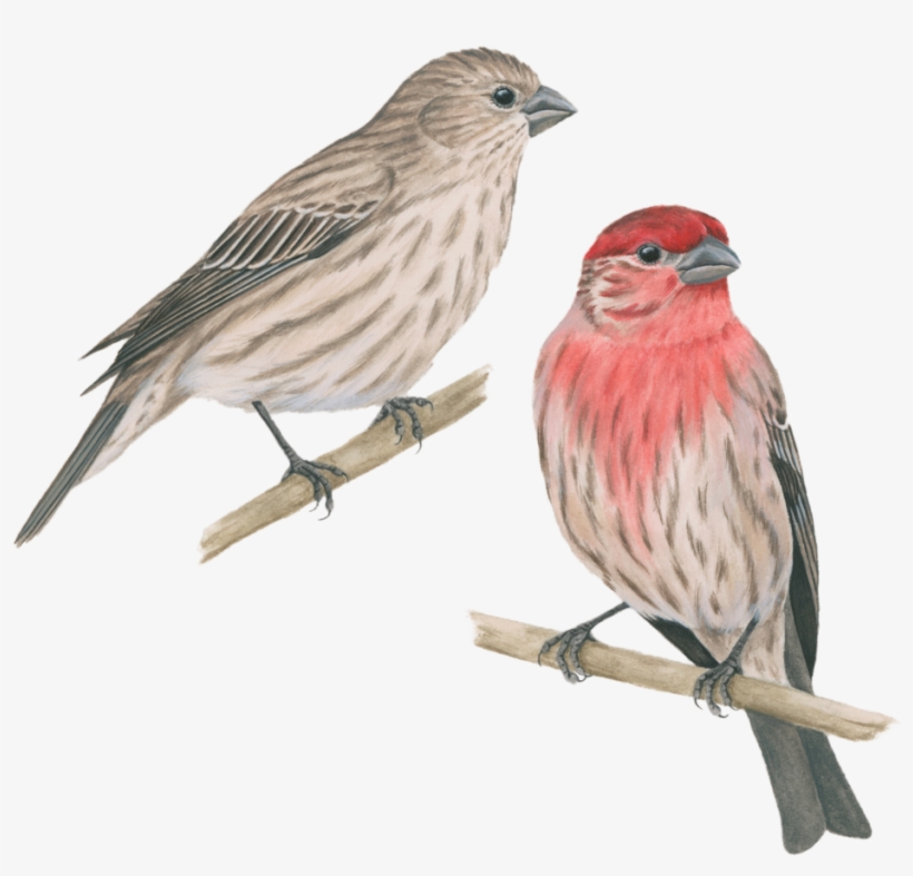 House Finch - Pinzon Mexicano, transparent png #4074012