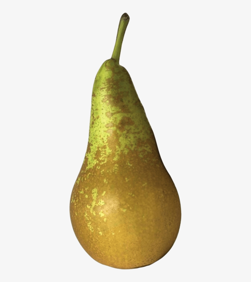 Bosc Pears 3 Units - Paron, Arkansas, transparent png #4074168