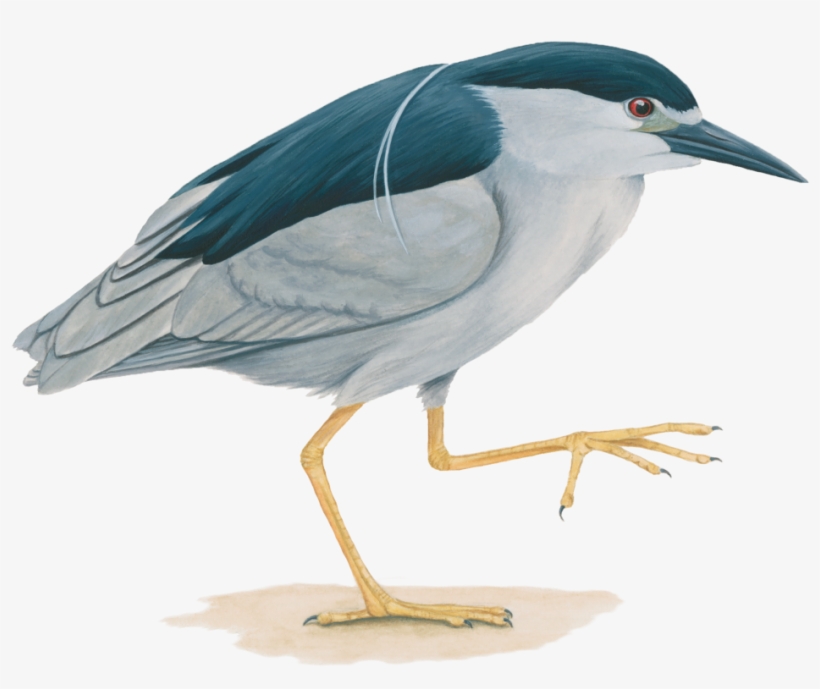 Pedrete De Corona Negra - Black Crowned Night Heron Information, transparent png #4074306