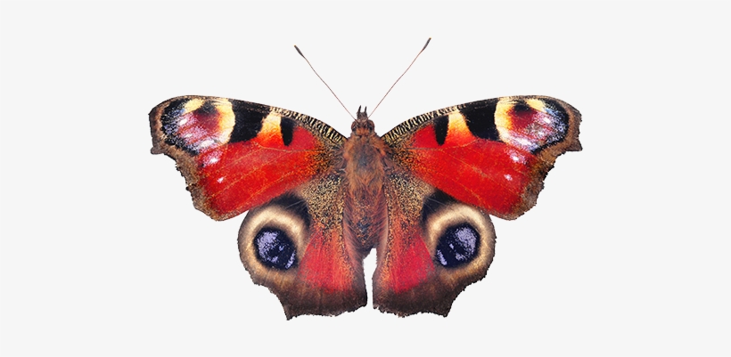 Sin Embargo, La Delicada Belleza De Las Alas De Mariposa - Peacock Butterfly, transparent png #4074331