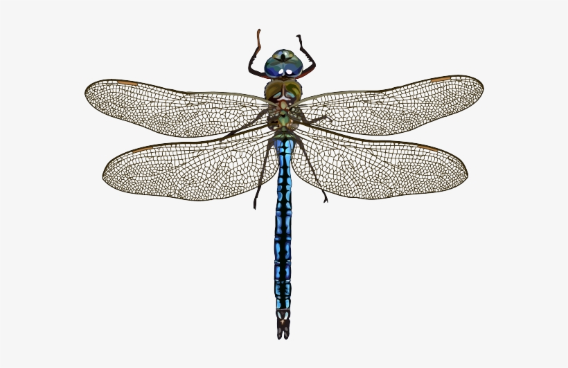 Anax Imperator Leach, - Imagen De Una Libelula, transparent png #4074385