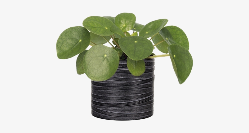 Capi Nature Loop Indoor - Planten Pannenkoekplant (pilea Peperomioides) D 12, transparent png #4075357