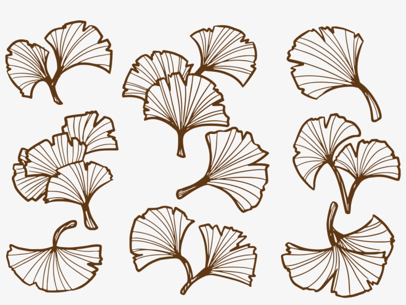 Ginkgo Leaf Transparent Background Png, transparent png #4075459