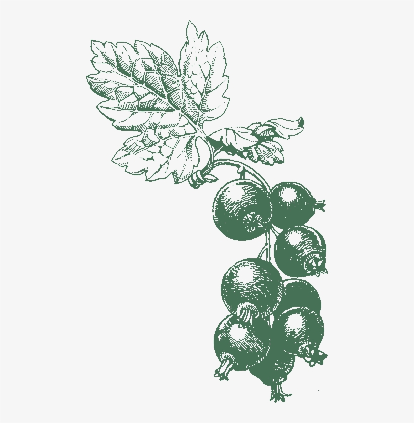 Update On Our - Oleofarm Syrop Z Czarnej Porzeczki 55 % Soku Z Owoców, transparent png #4076001