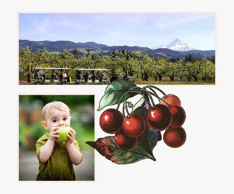 1992the Hood River County Fruit Loop Is Organized, - Cherry Ripe Cherries Fruit Square Sticker 3" X 3", transparent png #4076034