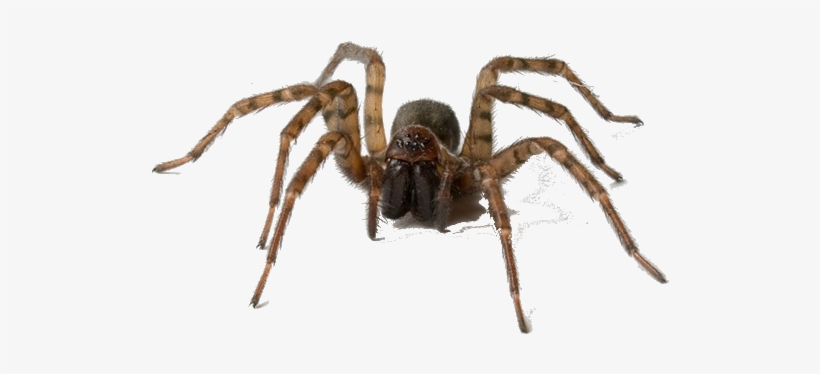 Socialcompare - Common House Spiders, transparent png #4076358