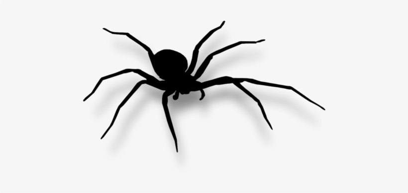 Report Abuse - Araignée Dessin - Free Transparent PNG Download - PNGkey