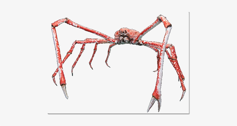 Cangrejo Araña Gigante - Japanese Spider Crab Mug, transparent png #4076498