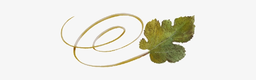 Spring Flowers, Autumn Leaves, Grapes Swirly Mulberry - Grape, transparent png #4078509