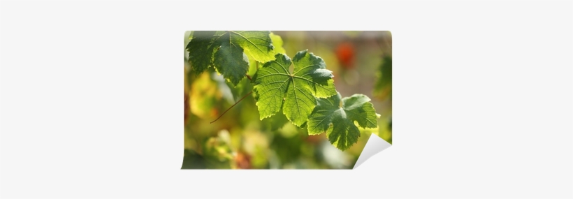 Vitis, transparent png #4078595