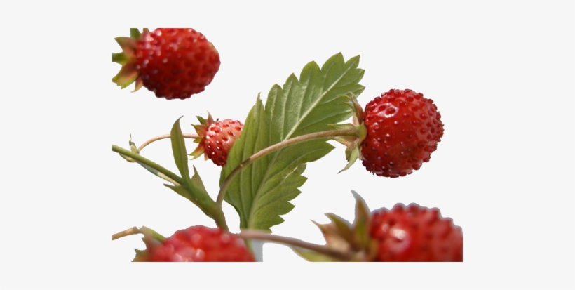 Wild Strawberry - Wild Natural Strawberries, transparent png #4078692