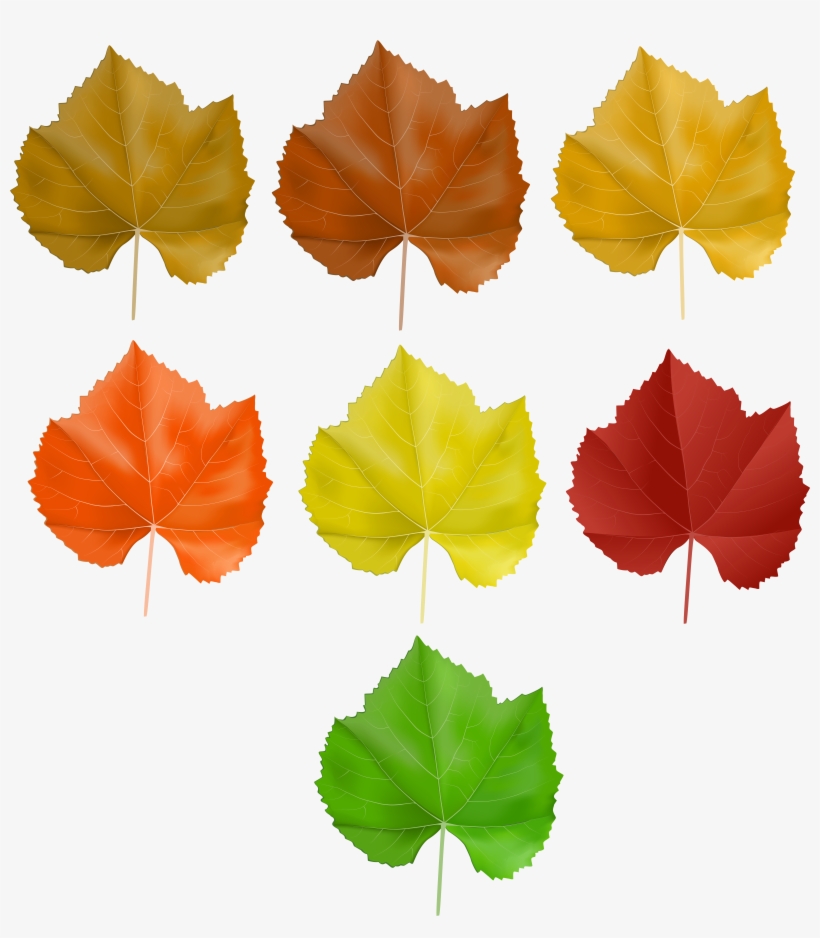 Grape Leaves Png, transparent png #4078870