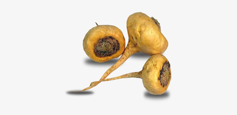 Maca - Plant And Their Uses, transparent png #4079269