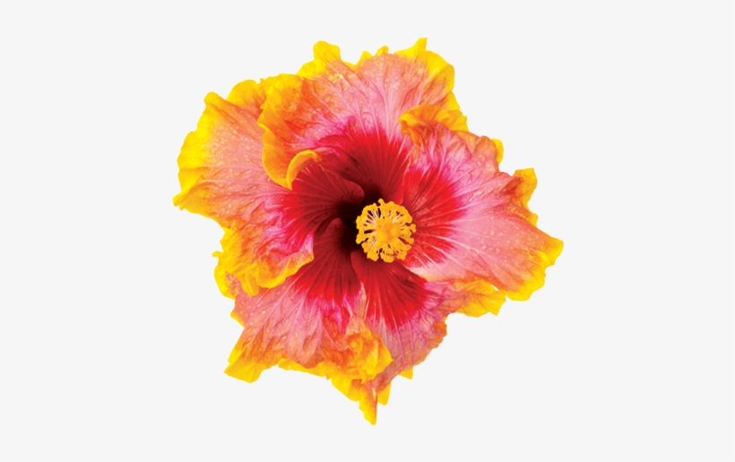 Hibiscus Sun Kiss, transparent png #4079342