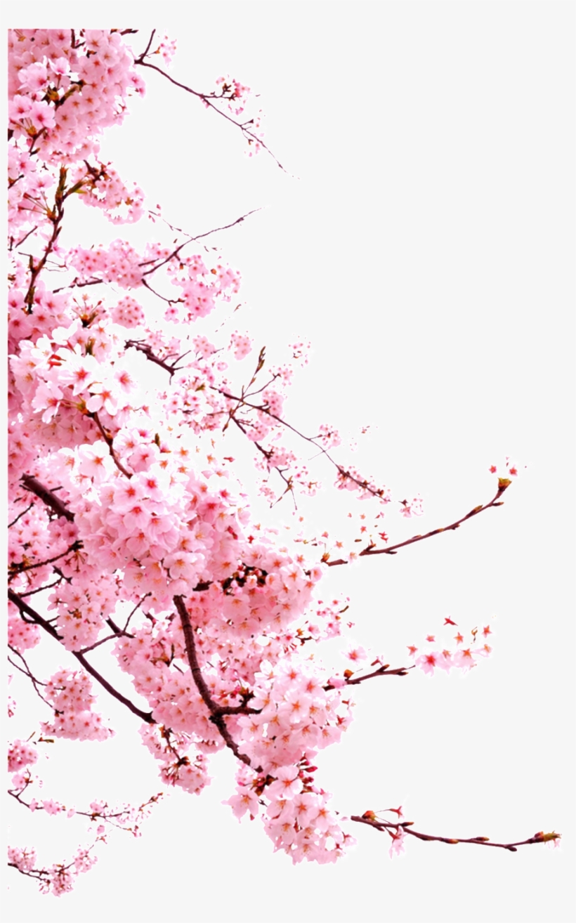 Romantic Chinese Style Painted Pink Flower Elements - Sakura Cherry Blossom Png, transparent png #4079419