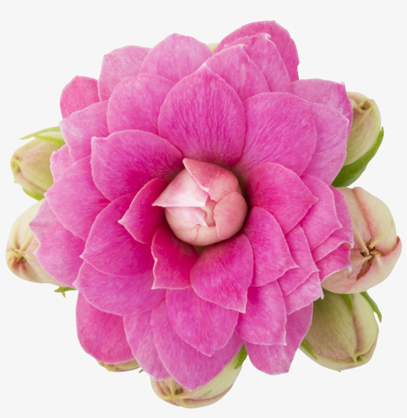 Queen R Roseflowers R Kalanchoe Interspecific Hybrid, transparent png #4079807