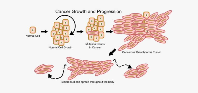 Definition/description - Do Cancer Cells Grow, transparent png #4079890