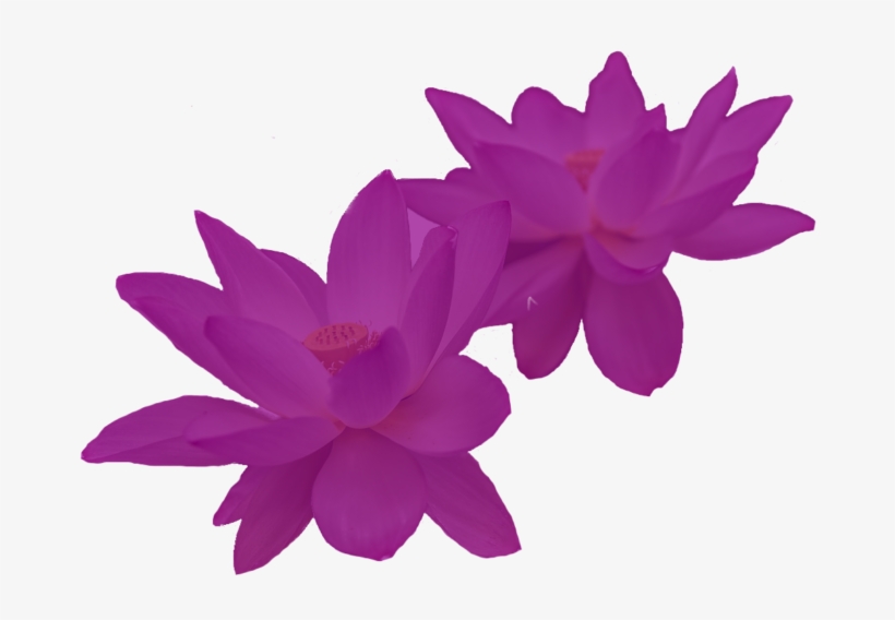 Arizona, transparent png #4079938