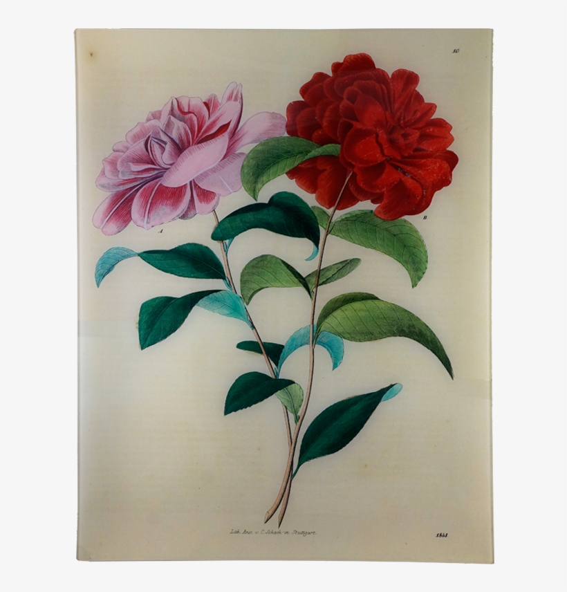 Astier De Villatte Plate Flower, transparent png #4079963