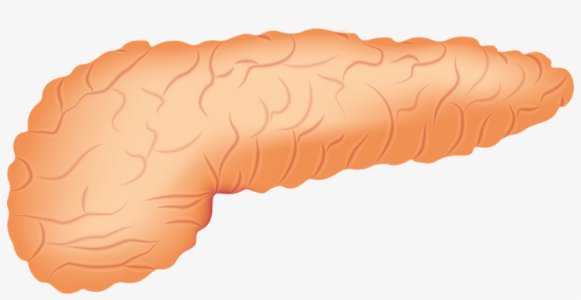 Killer Cell Immunotherapy Shows Promise For Treating - Pancreas Png, transparent png #4080013
