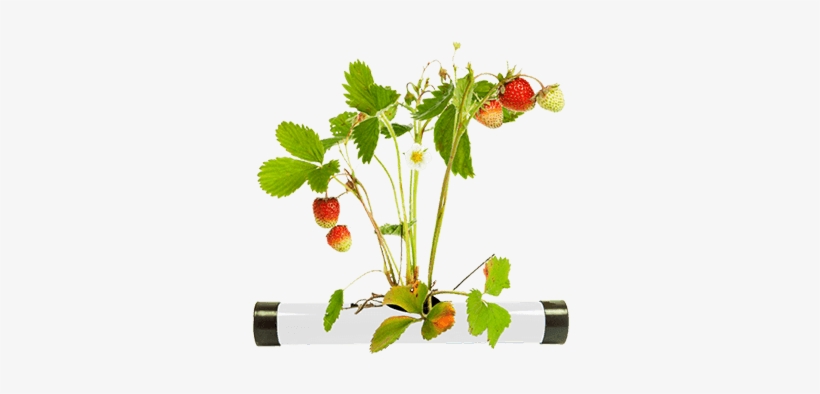 Mint Plant - Soil, transparent png #4080031