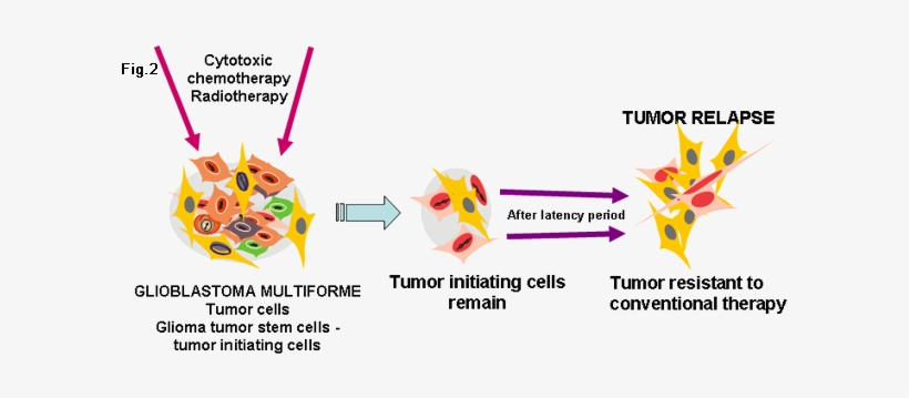 Identification Of Cancer Stem Cells In Brain Tumors - Chemotherapy, transparent png #4080033