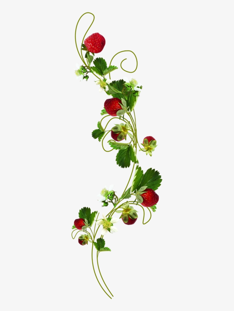 Ch B *✿* Strawberry Patch, Strawberry Shortcake, Strawberry - Ramos De Morango Png, transparent png #4080111