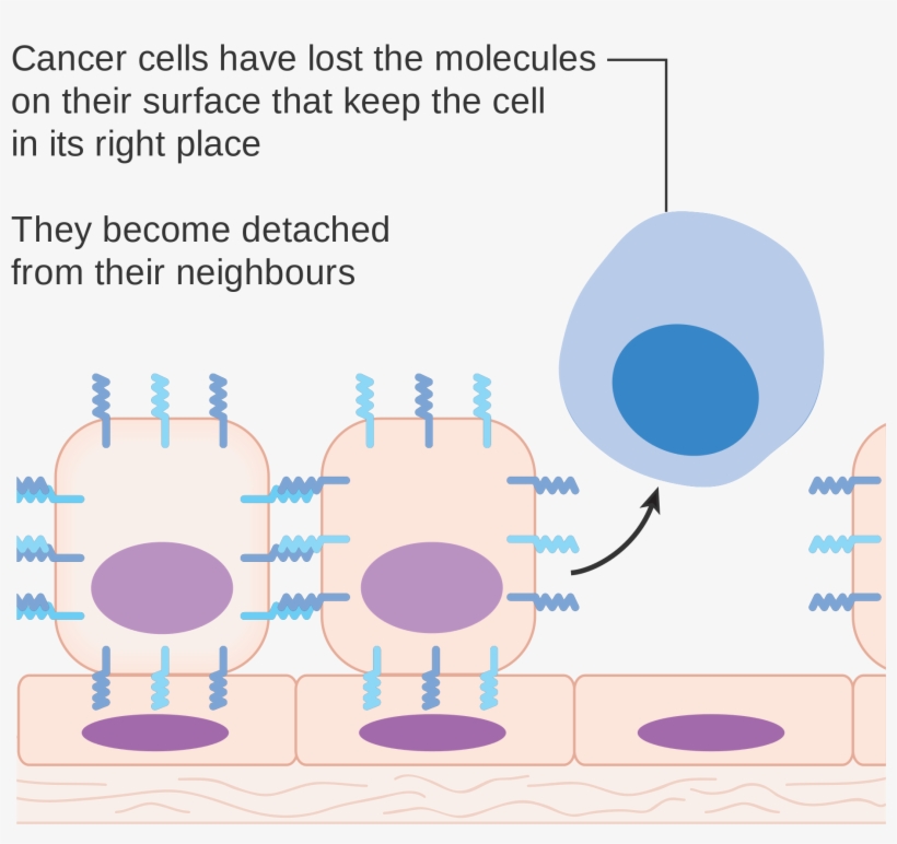 Open - Diagram Of Cancerous Cell, transparent png #4080178