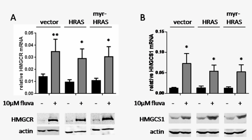 Statin-induced Cancer Cell Death Can Be Mechanistically - Ras Subfamily, transparent png #4080320