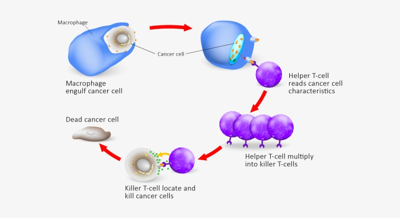 The Immune Cells Need To Be Very Careful When Attacking - Cell Mediated Immune Response Model, transparent png #4080345