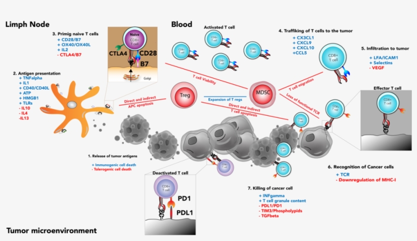 Immunotherapy Is A Way To "wake Up" Our Immune System - Web Page, transparent png #4080558